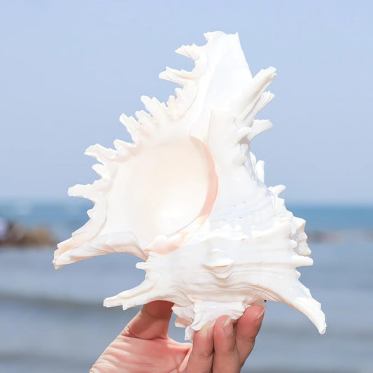 Natural Conch Shell Aquarium Decoration