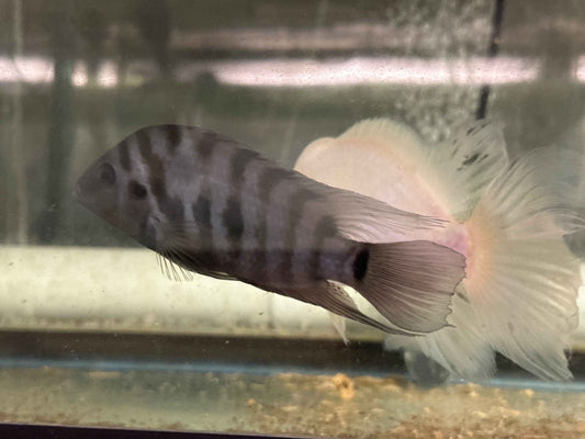 Convict cichlids