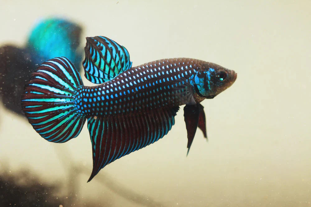 Wild Type Male Bettas