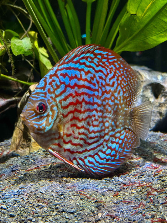 HI-FIN TURQUOISE DISCUS
