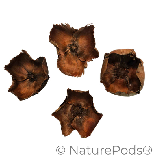 Coco Flowers (Dried Palm Caps)