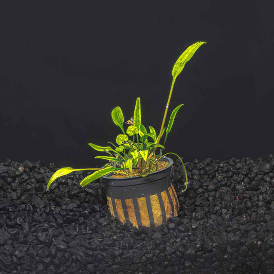 Cryptocoryne lucen