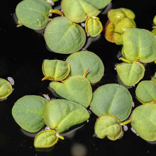 Red Root Floater