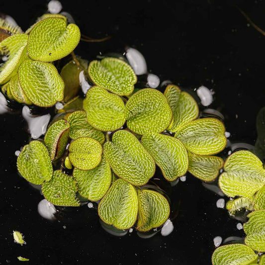 Salvinia minima