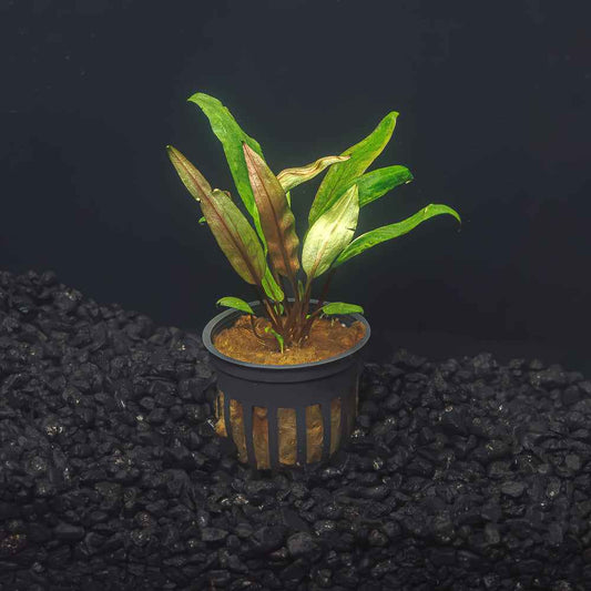 Cryptocoryne undulata