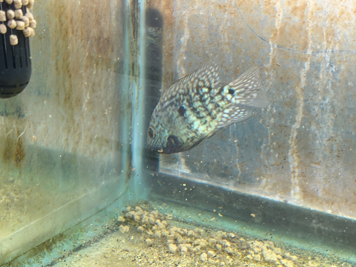 Carpinitis Cichlid