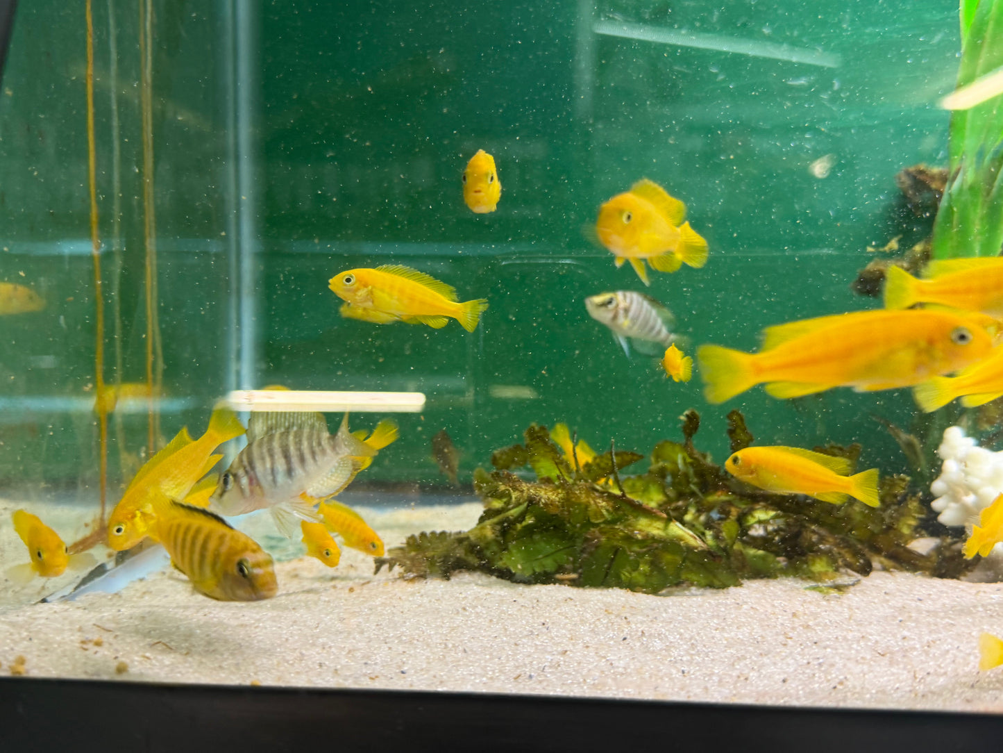 Saulosi Cichlid (Juveniles 2")