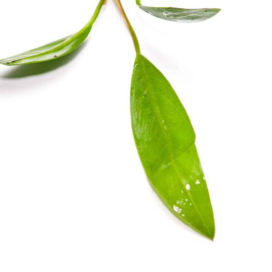 Anubias lanceolata