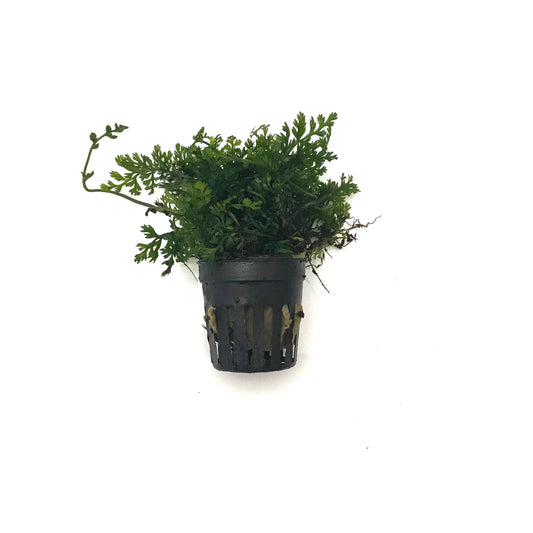 Bolbitis heteroclita 'Difformis'