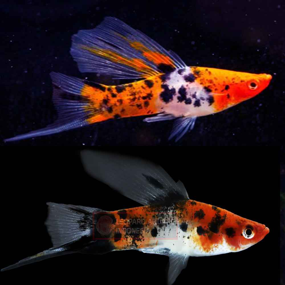 Tri-Color swordtails Large