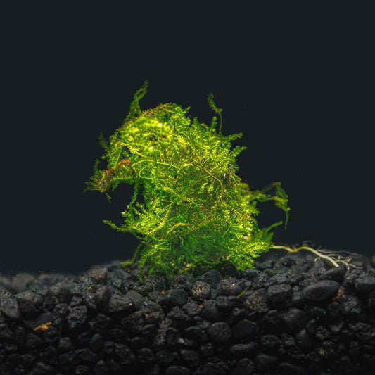 Weeping Moss | Vesicularia ferriei