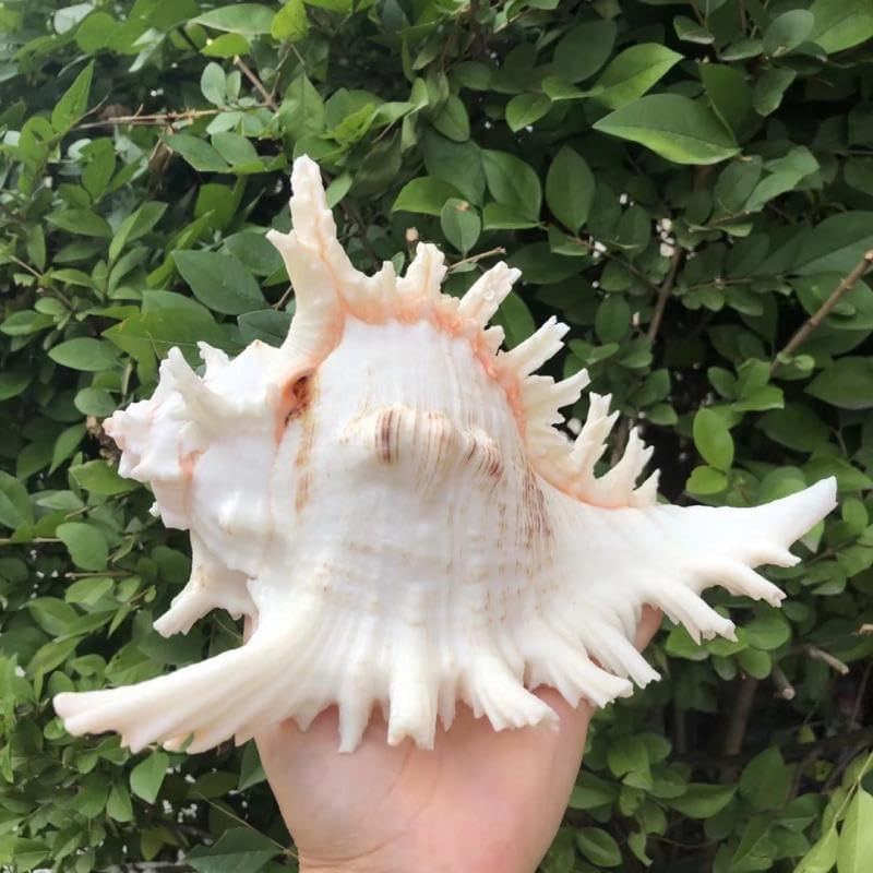 Natural Conch Shell Aquarium Decoration