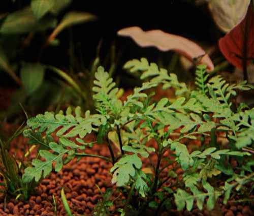 Hygrophila pinnatifida