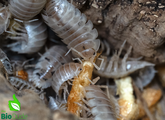 Isopod Crunchies Freeze Dried Krill | 3 Pack