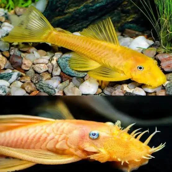 Blue Eye Lemon Bristlenose Pleco