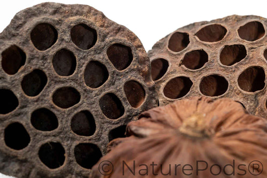 Lotus Seed Pod Heads