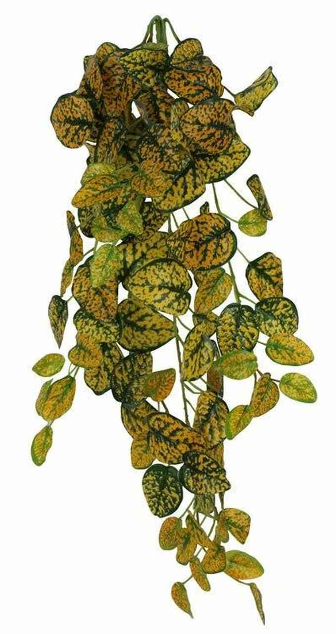 Pangea Japanese Laurel Hanging Bush 24"