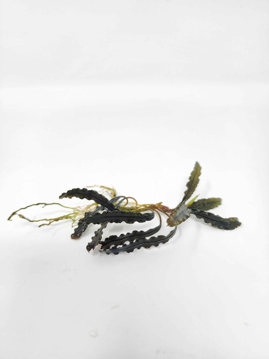 Bucephalandra 'Godzilla'
