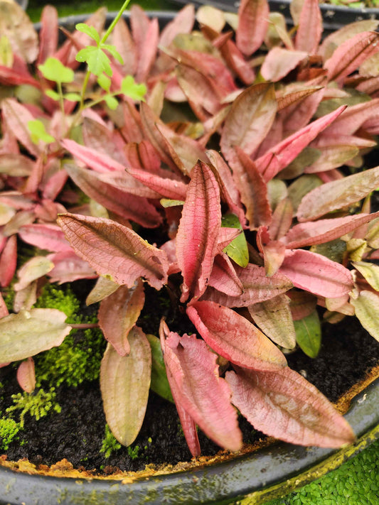 Cryptocoryne 'Flamingo'