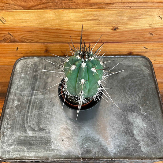 Pachycereus pringlei, 2" Plant