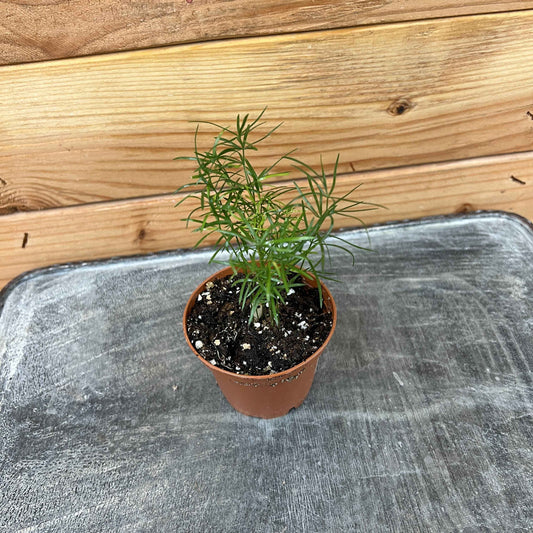 Asparagus Densiflorus Sprengeri Fern, 2" Plant