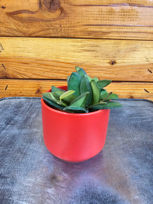 Hoya bilobata, 2" Plant