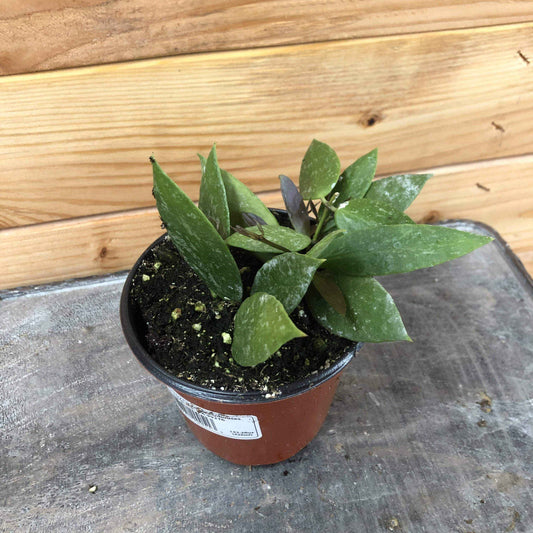 Hoya gracilis, 4" Plant