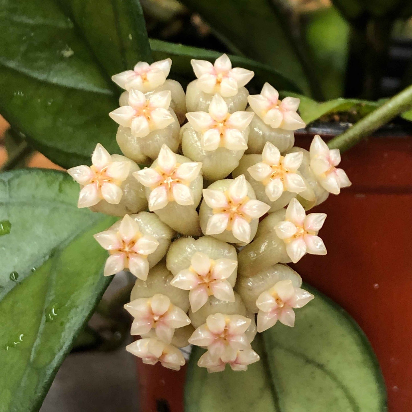 Hoya hainanensis, 2" Plant
