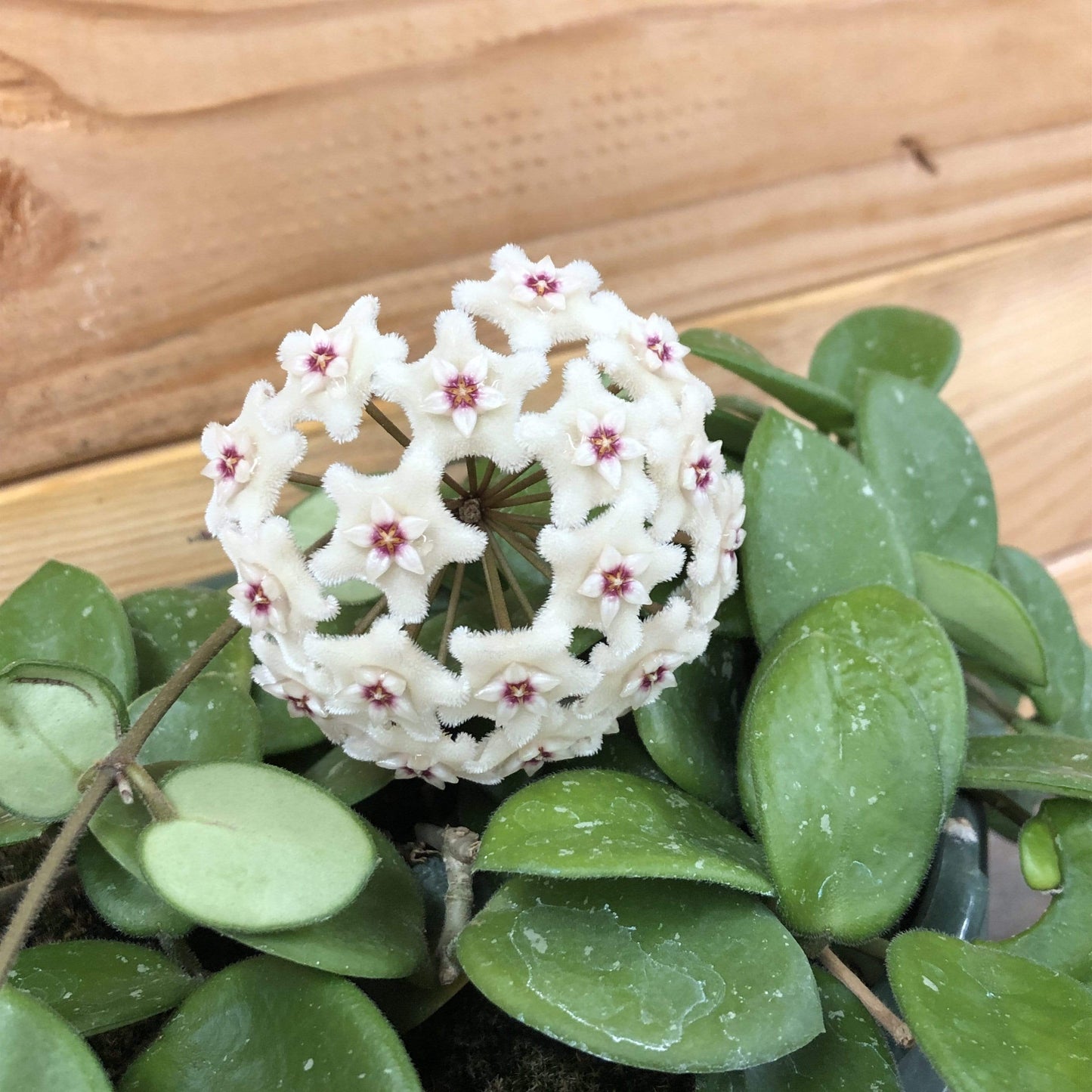 Hoya Mathilde, 2" Plant - Scholarly Exotics LLC