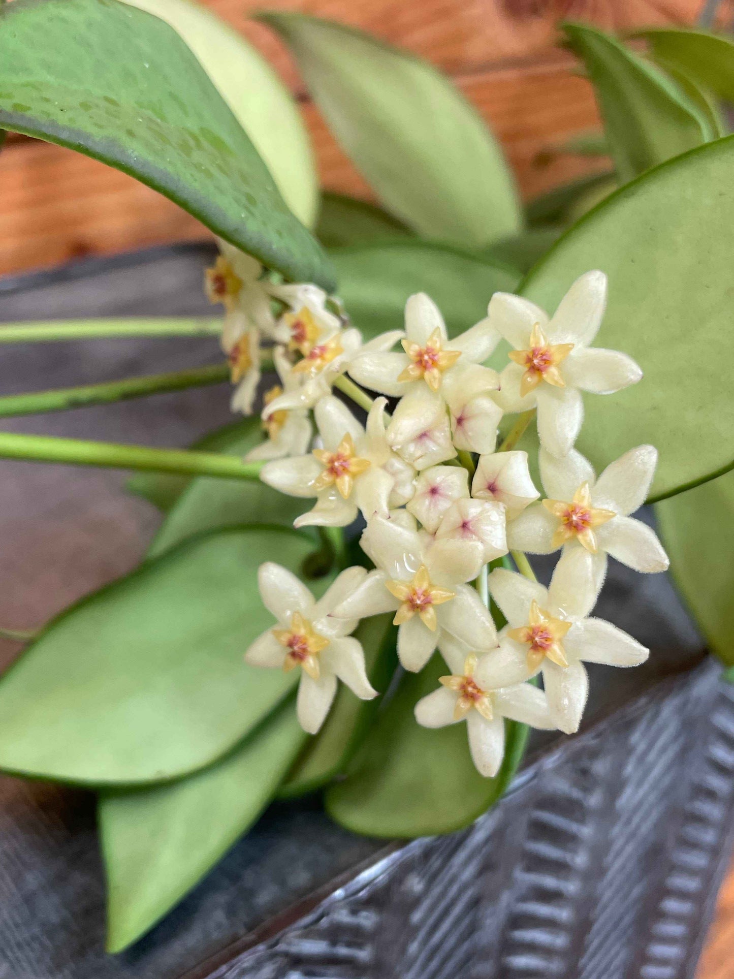 Hoya Minahassae, 4" Plant