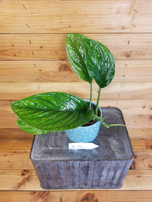 Monstera Pinnatipartita, 4ā Plant