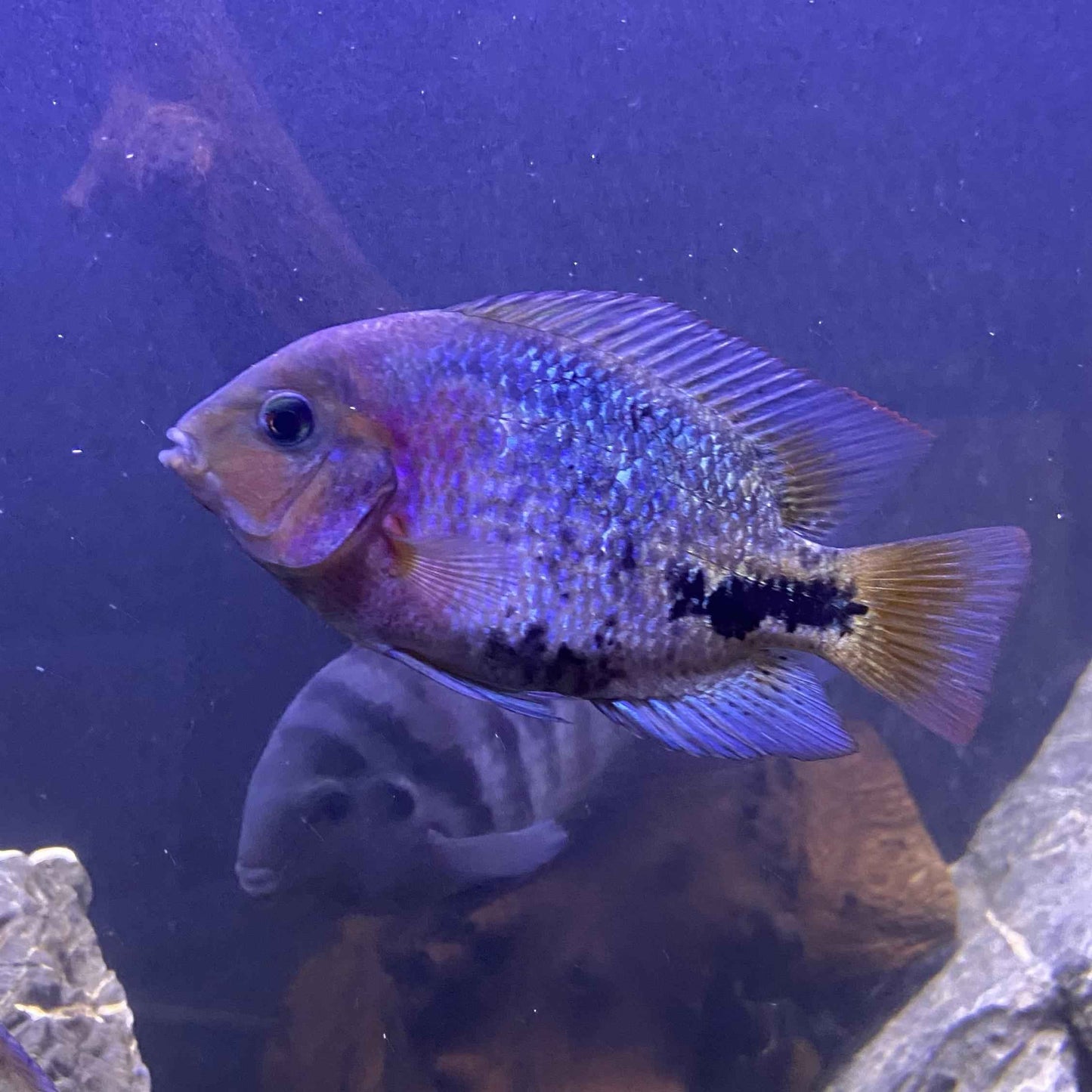 Synspilum cichlid (Vieja synspilum)