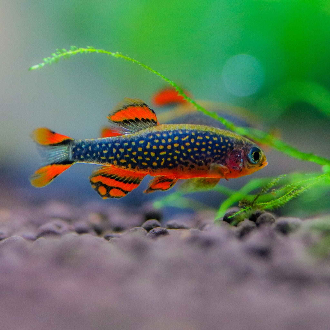 Celestial Pearl Danio Care Guide: Tank Setup, Tank Mates & More
