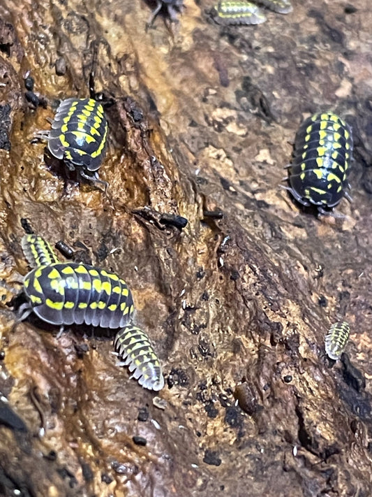 General Isopod Knowledge & Care Tips for Beginners