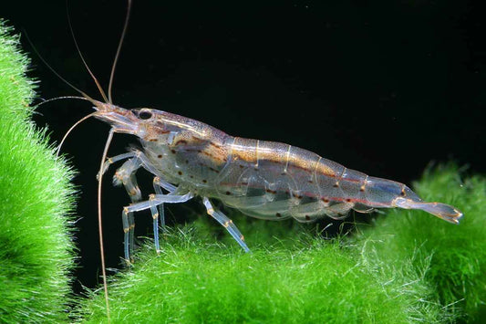 Amano Shrimp Care Guide: Tank Mates, Aquarium Setup