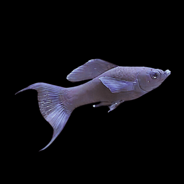Molly Fish Care Guide: Aquarium Setup, Tank Mates & More (Poecilia sphenops)