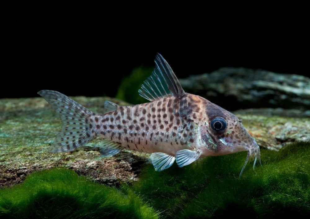 Beginner's Guide to Corydoras Catfish: Care, Tank Sizes, Tank Mates
