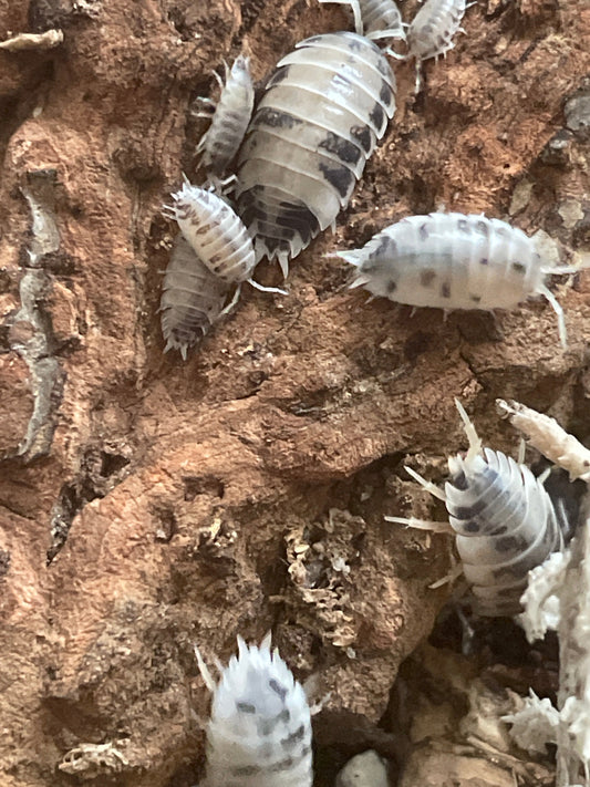 Dairy Cow Isopod Care Guide & Terrarium Set-Up