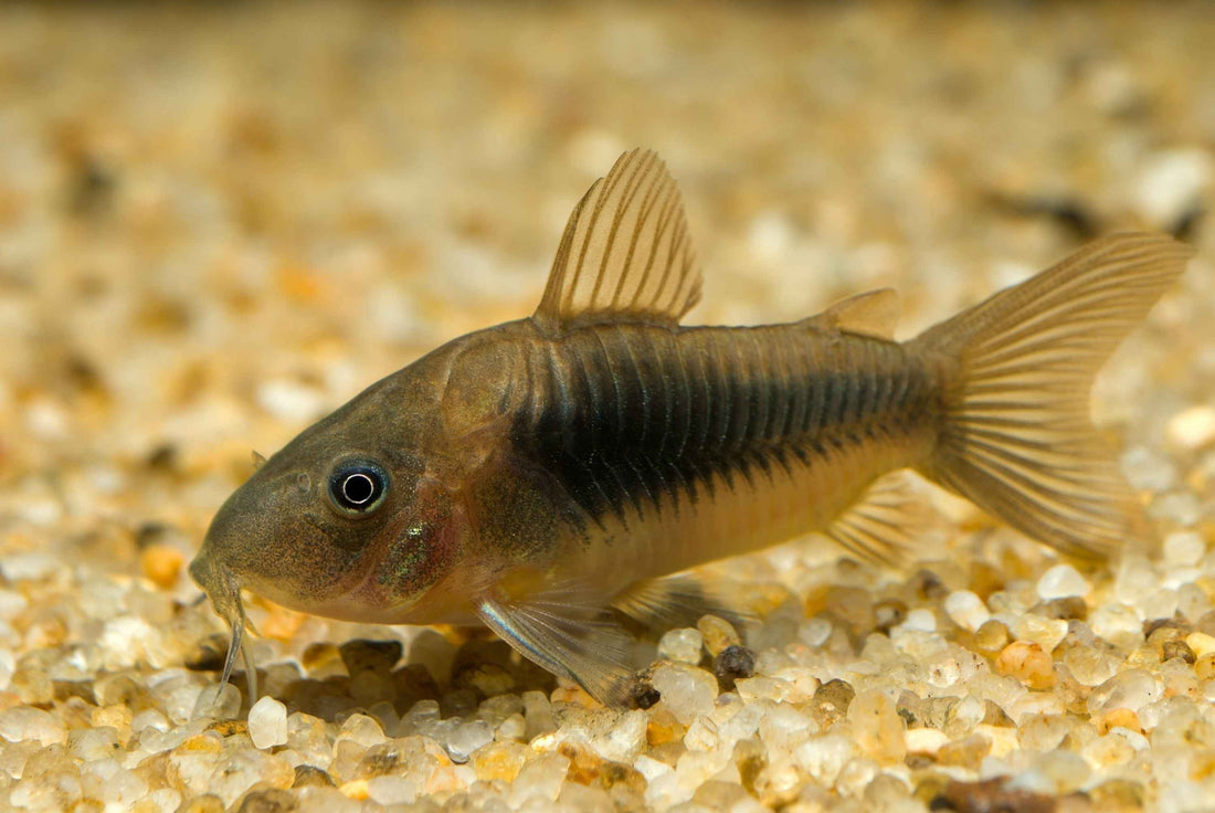 Bronze Cory (Osteogaster aenea) Care Guide