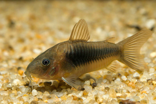 Bronze Cory (Osteogaster aenea) Care Guide
