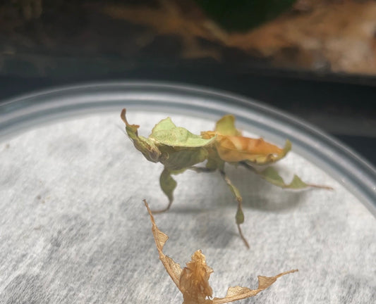 Ghost Mantis Husbandry, Set-Up, Care, Sexing for Beginners