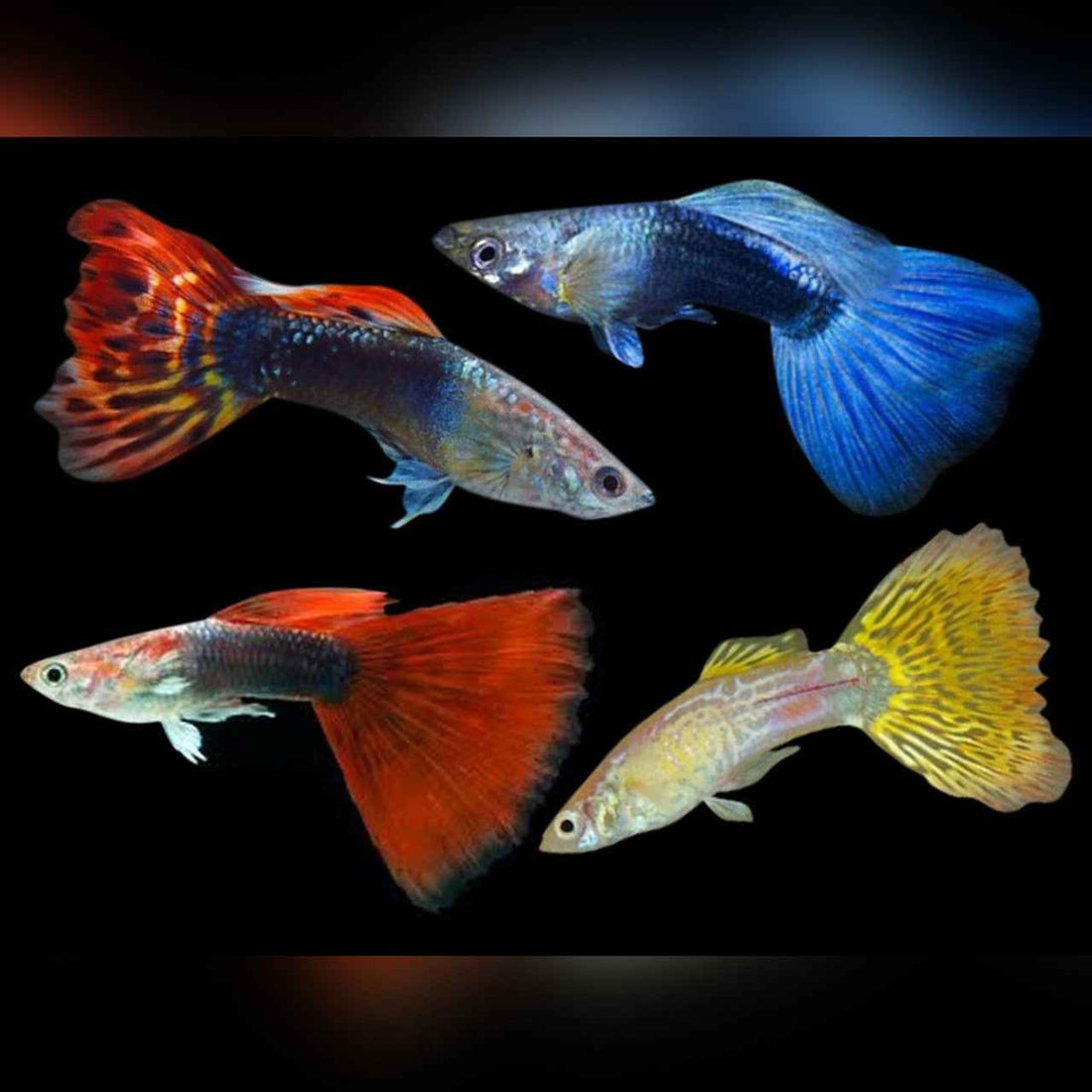 Guppy Tank Mates, Breeding, Tank Set-Up for Beginners