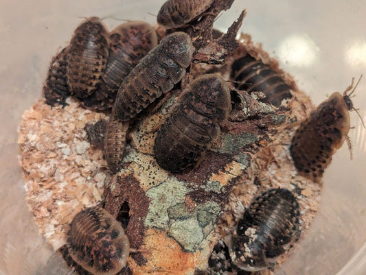 Nutritional Guide on Invertebrate Feeders for Reptiles, Amphibians & Other Species