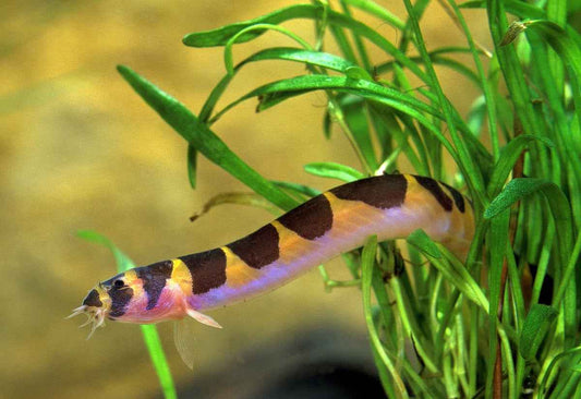 Kuhli Loach Care Guide: Tank Setup, Tank Mates & More
