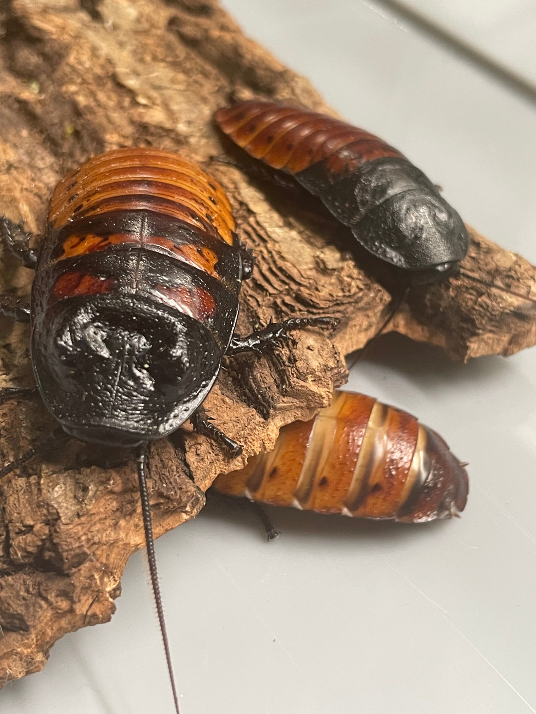 Madagascar Hissing Cockroach Care Guide & Breeding Colony Setup