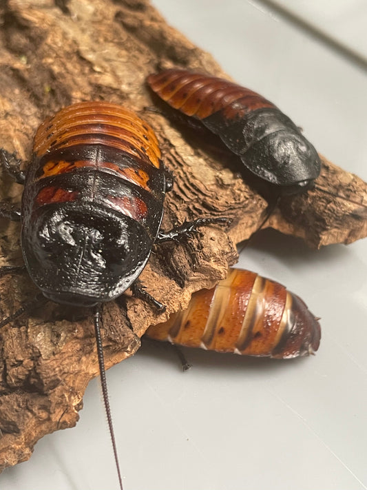 Madagascar Hissing Cockroach Care Guide & Breeding Colony Setup