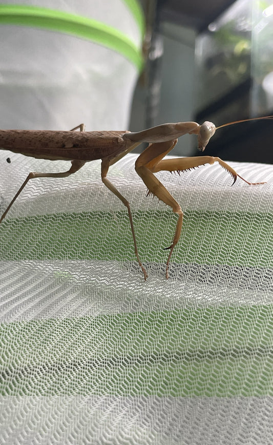 Adult Timor Shield Mantis (Male)