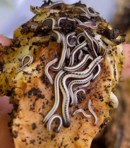 Maui Skunk Striped Millipede Info, Care, Habitat Set-Up for Beginners