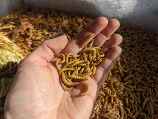 Mealworm Care & Culture Guide