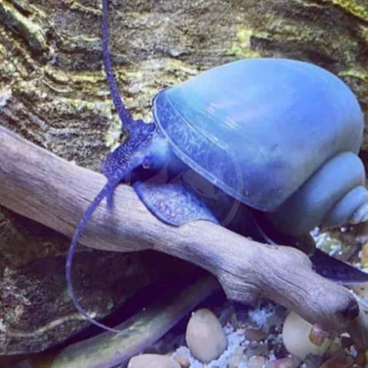 Mystery Snail Care Guide: Tank Setup, Tank Mates & More